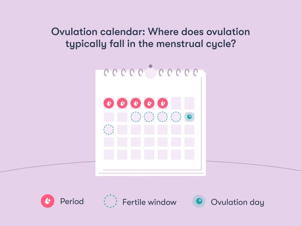 Ovulation calendar Ovulation calendar