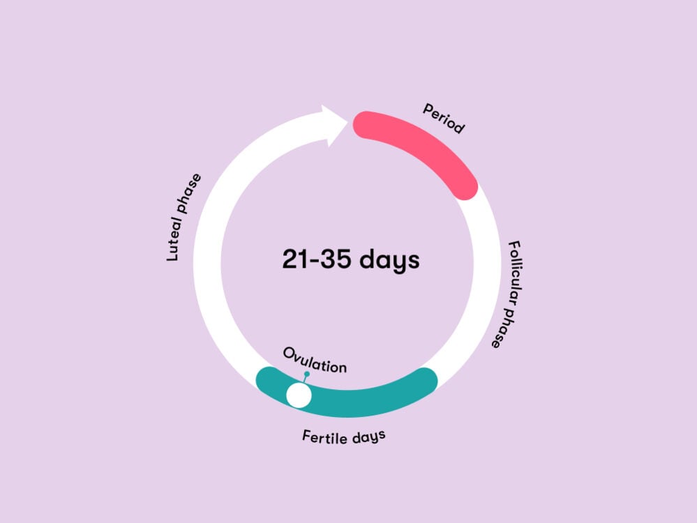 Menstrual cycle calculator Menstrual cycle calculator