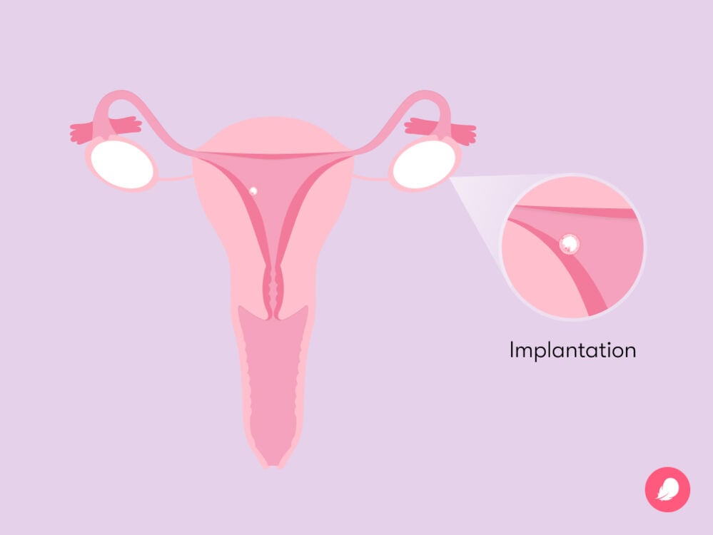 Embryo implanting in the wall of the uterus Embryo implanting in the wall of the uterus
