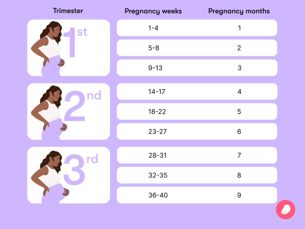 Conversion chart for weeks of pregnancy into months and trimesters Chart showing how to convert weeks of pregnancy into months