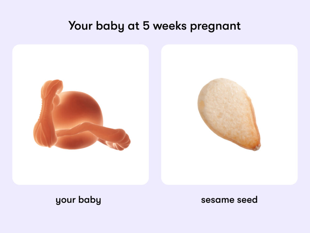 At week 5 of pregnancy, the baby is around 2 mm long, equivalent to the size of a sesame seed