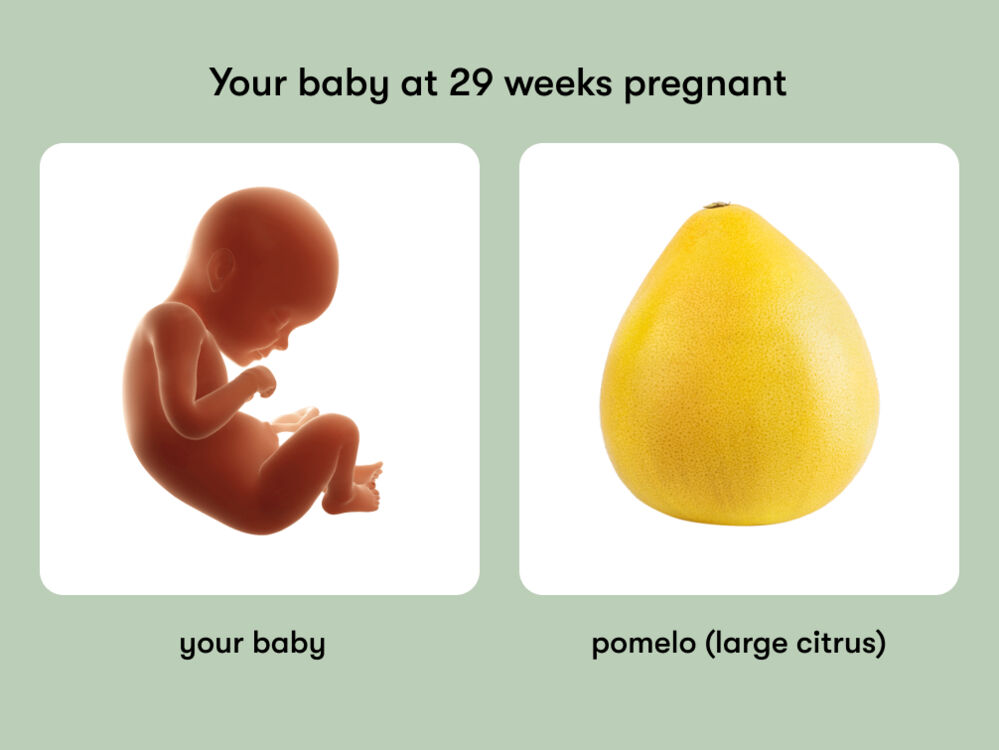 At week 29 of pregnancy, the baby is around 39.3 cm long, equivalent to the size of a pomelo
