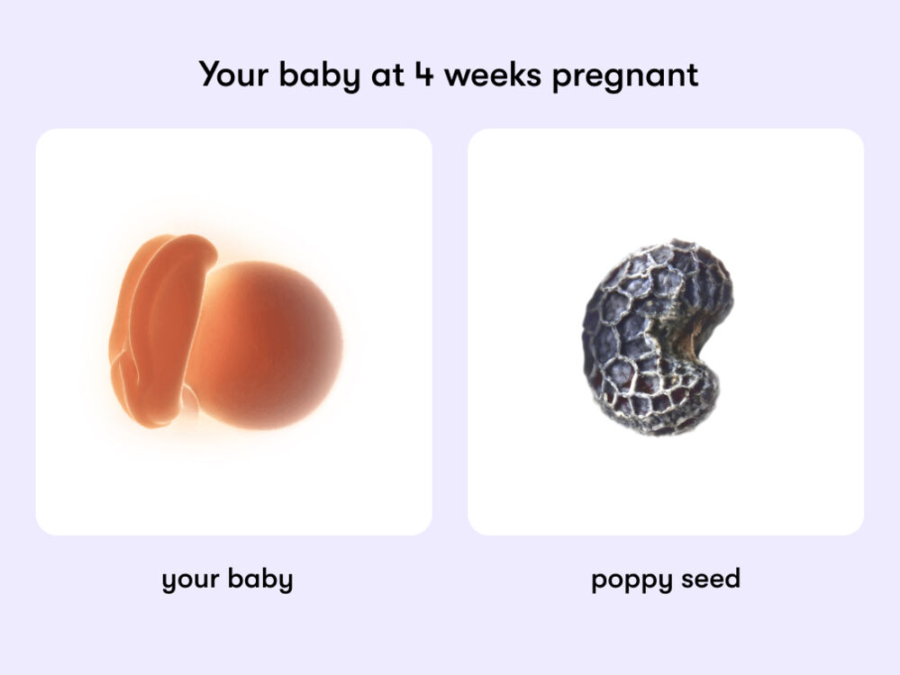 At week 4 of pregnancy, the baby is around 2 mm long, equivalent to the size of a poppy seed